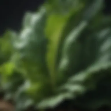 Close-up of lush green leafy vegetables