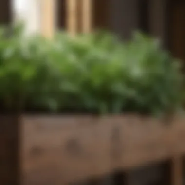 Fresh herbs adding greenery and flavor to a planter box.