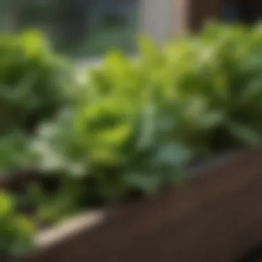 Lush green lettuce thriving in a stylish planter box.