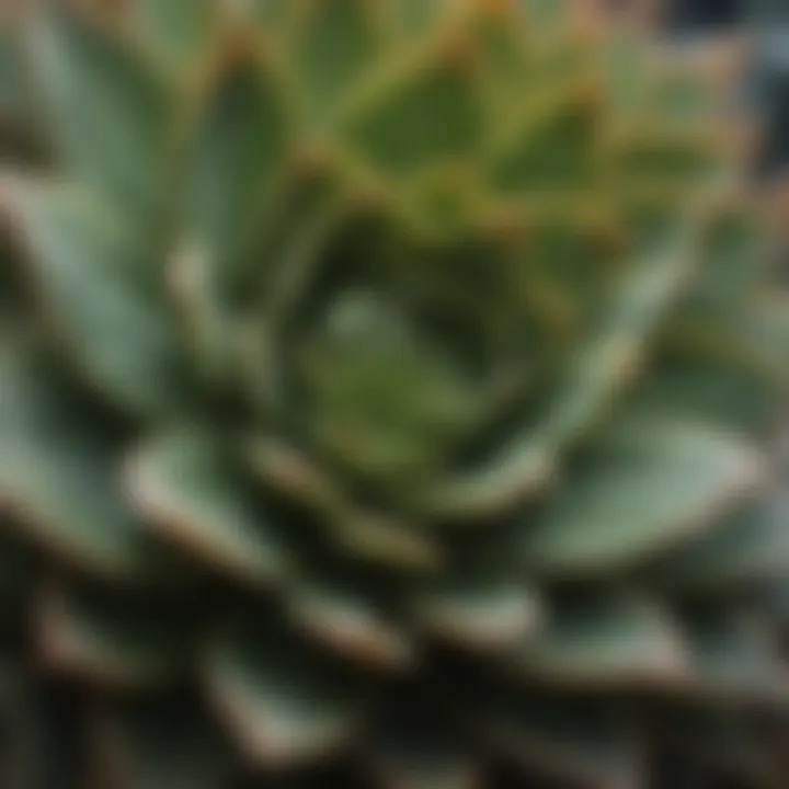 Close-up of succulent leaves showcasing their unique textures