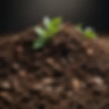 Nutrient-Rich Soil from Compost Nutrient-rich soil created from composting process