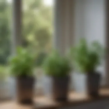 Beautiful arrangement of herb containers on a windowsill