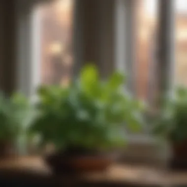 Close-up of vibrant basil leaves thriving indoors