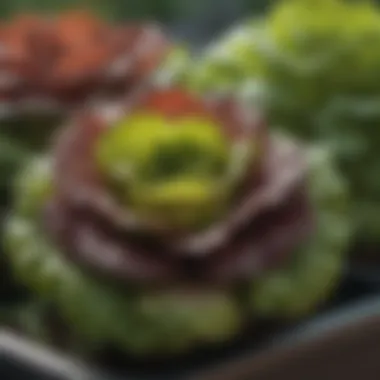 Close-up of vibrant lettuce growing in a container