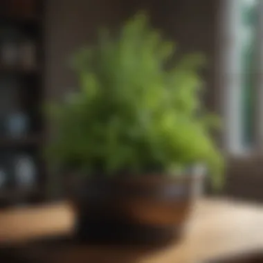 Lush green herbs thriving in a small pot