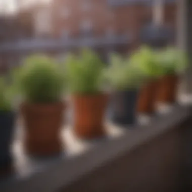 Close-up of herb-filled pots arranged on a balcony.