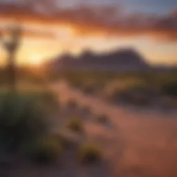A stunning view of Scottsdale's desert landscape at sunset showcasing the vibrant colors and unique terrain.