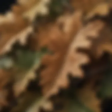 Close-up of oak leaves highlighting their intricate patterns