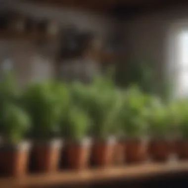 Selection of Indoor Herb Varieties Variety of herbs in small pots