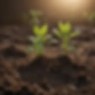 Close-up of soil and seedlings