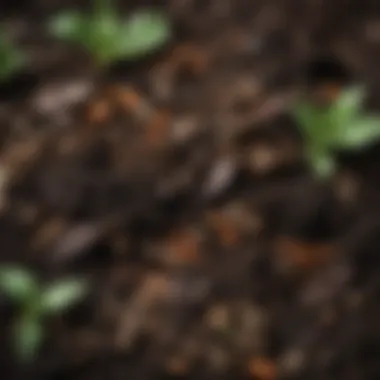 Close-up of rich, dark compost ready for use in urban gardening