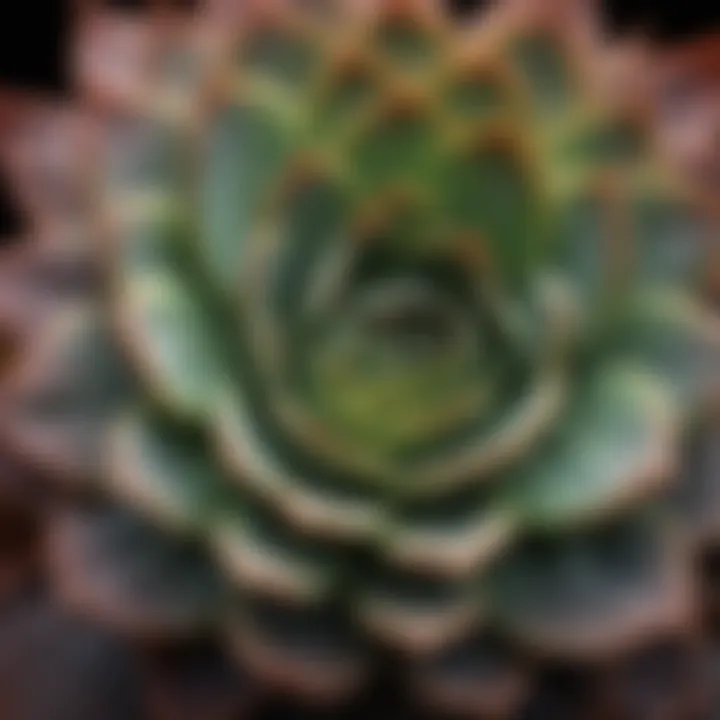 Close-up of succulent leaves highlighting unique textures and colors