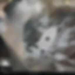 Outdoor dryer vent assessment