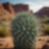 A majestic tall spiky succulent in a natural desert landscape