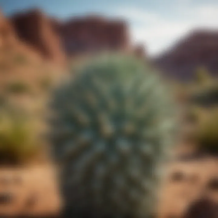 A majestic tall spiky succulent in a natural desert landscape