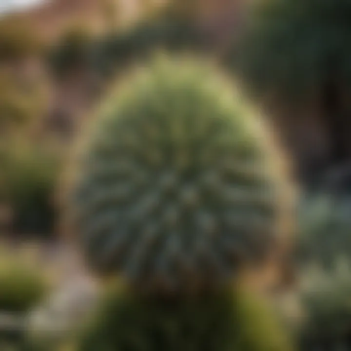 An artistic arrangement of tall spiky succulents in an outdoor landscaping setting