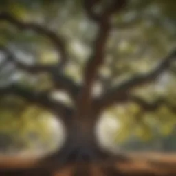 A majestic oak tree in Almaden with sprawling branches.