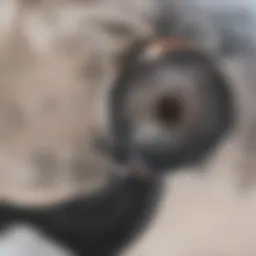 A detailed infographic illustrating credit score ranges